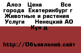 Алоэ › Цена ­ 150 - Все города, Екатеринбург г. Животные и растения » Услуги   . Ненецкий АО,Куя д.